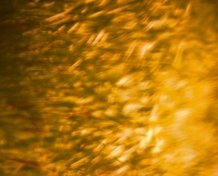 A blurry image of a bird flying through the air